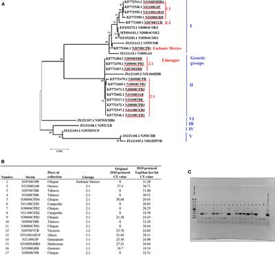 A Multiplex Real-Time Reverse Transcription Polymerase Chain Reaction Assay With Enhanced Capacity to Detect Vesicular Stomatitis Viral Lineages of Central American Origin